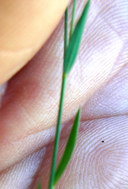 Linum con fiori gialli